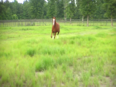 Horse Charging the Camera Video stock 24587737