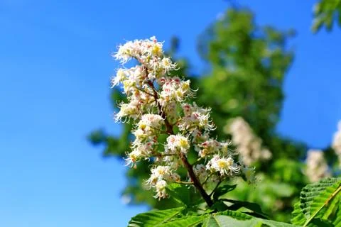 Horse chestnut bloom in spring Stock Photos
