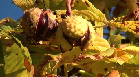 Horse chestnut Stock Footage 880791