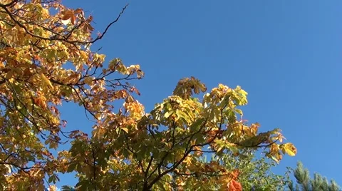 Horse chestnut Stock Footage 906050