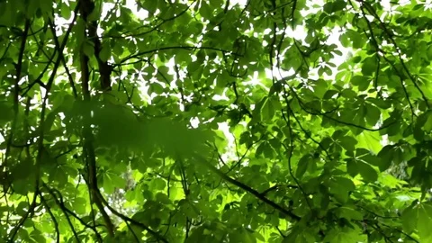 Horse Chestnut Stock Footage 75871390