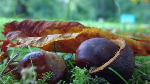 Horse Chestnut Video stock 261163565