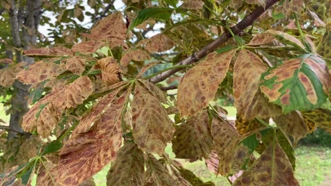 Horse chestnut leaf on tree damaged with Horse chestnut Stock Footage 269138673