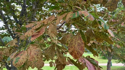 Horse chestnut leaf on tree damaged Stock Footage 269143657