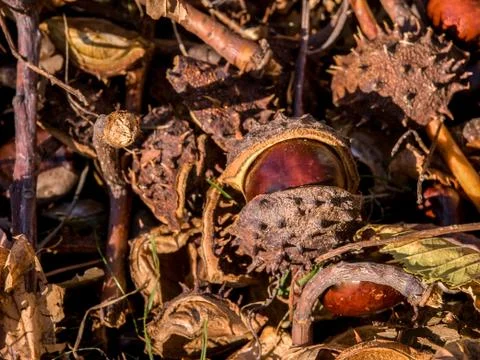 Horse Chestnut Stock Photos