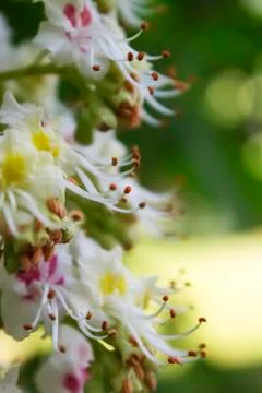 Horse chestnut Foto stock