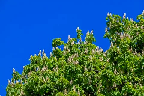 Horse Chestnut Stock Photos