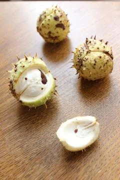 Horse chestnut in a shell Stock Photos