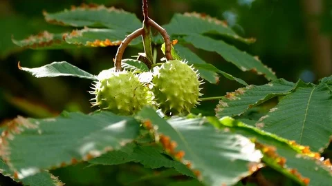 Horse chestnut tree and horse chestnut fruit, Stock Footage