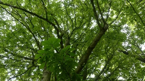 Horse Chestnut tree from below, rotating shot with sun shining through leaves Stock Footage 95031888