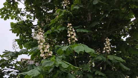 Horse chestnut tree in bloom Stock Footage 151687477
