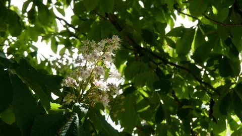Horse Chestnut tree blossoms in Spring with sun shining through leaves Stock Footage 95095650