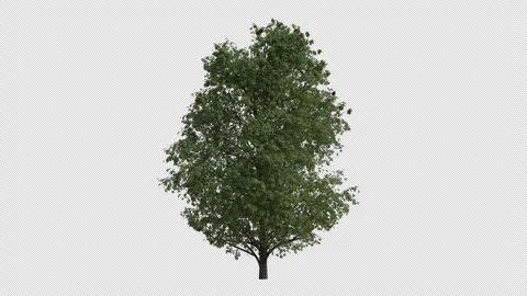Horse chestnut Tree blowing in the wind. Alpha Channel. Loop Animation Stock Footage 278080257