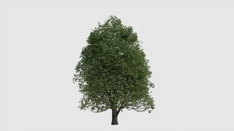 Horse chestnut Tree blowing in the wind. Alpha Channel. Loop Animation Stock Footage 278080950