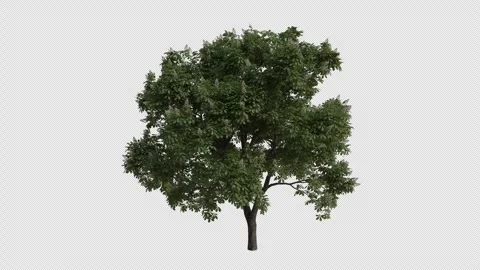 Horse chestnut Tree blowing in the wind. Alpha Channel. Loop Animation Stock Footage 278081173