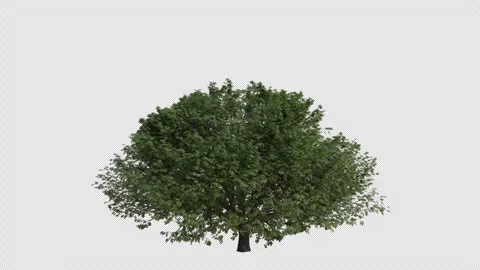 Horse chestnut Tree blowing in the wind. Alpha Channel. Loop Animation Stock Footage 278081196