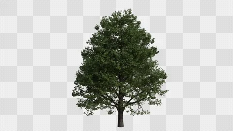Horse chestnut Tree blowing in the wind. Transparent Background. Loop Animation Stock Footage 323435183