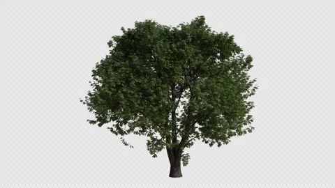Horse chestnut Tree blowing in the wind. Transparent Background. Loop Animation Stock Footage 323435330