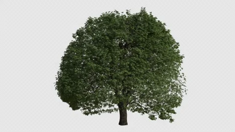 Horse chestnut Tree blowing in the wind. Transparent Background. Loop Animation Stock Footage 323435331