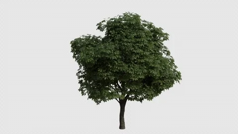 Horse chestnut Tree blowing in the wind. Transparent Background. Loop Animation Stock Footage 323435848