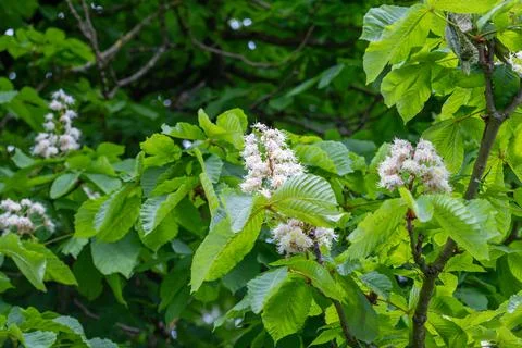 Horse chestnut tree developing white flowers in spring Stock Photos