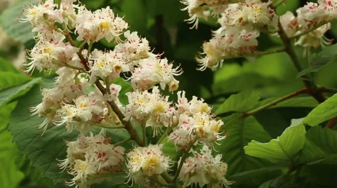 Horse chestnut tree flower in full bloom nature footage Video stock 50960689