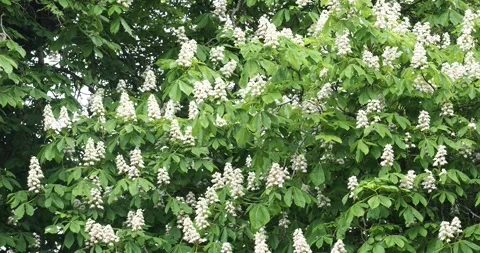 A Horse Chestnut tree in flower in Settle, Yorkshire Dales, UK. Vídeos de archivo 255638121