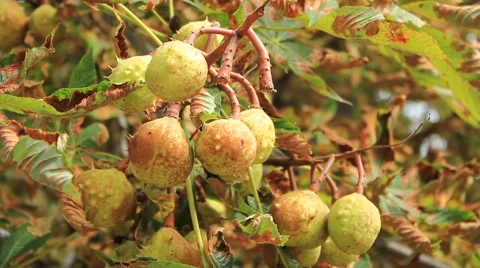 Horse chestnut tree Vídeo Stock 52738820