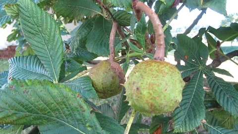 Horse chestnut tree Stock Footage 160099153