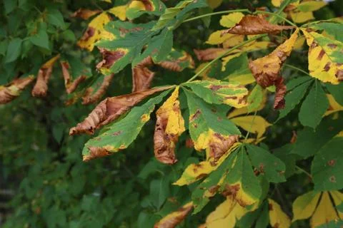 Horse Chestnut tree infested with leaf miner moth trails Stock Photos