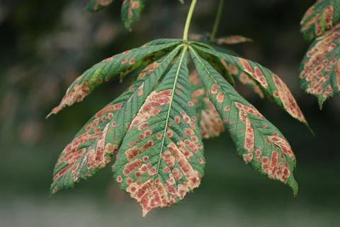 Horse chestnut tree with leaf mining moth mines Stock Photos