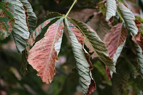 Horse chestnut tree with leaf mining moth mines Stock Photos