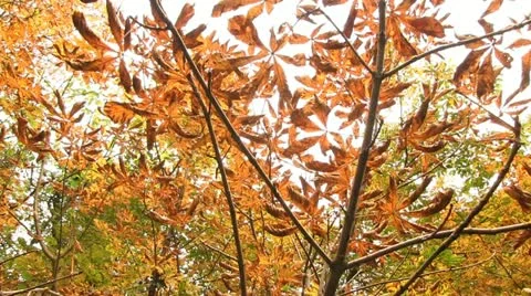Horse chestnut tree leaves with Leaf Miner damage Stock Footage 12428779