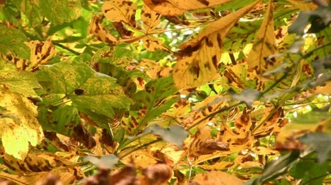 Horse chestnut tree leaves with Leaf Miner damage Video stock 12428883