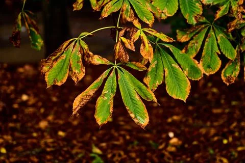 Horse chestnut tree leaves Stock-Fotos