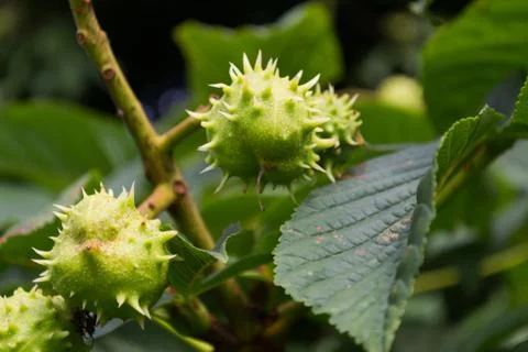 Horse Chestnut on the Tree Stock Photos