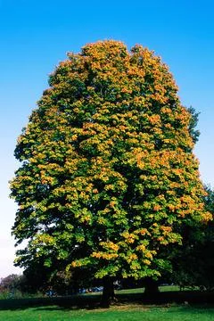 Horse-Chestnut Tree Stock Photos