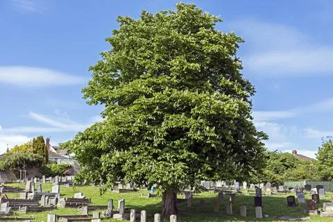 Horse Chestnut Tree Stock Photos