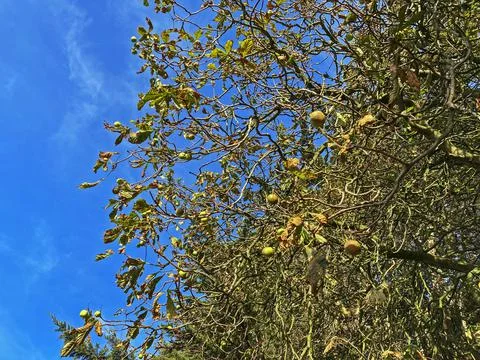 Horse Chestnut Tree Stock Photos
