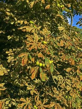 Horse Chestnut Tree Stock Photos