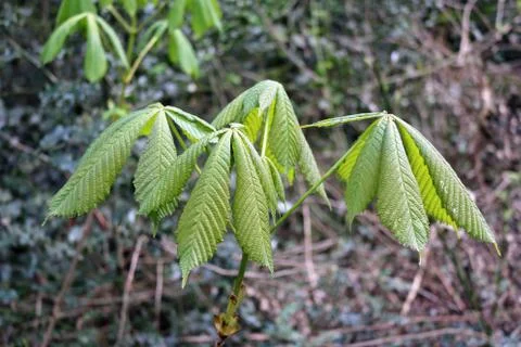 Horse chestnut tree sapling just coming into leaf Foto stock