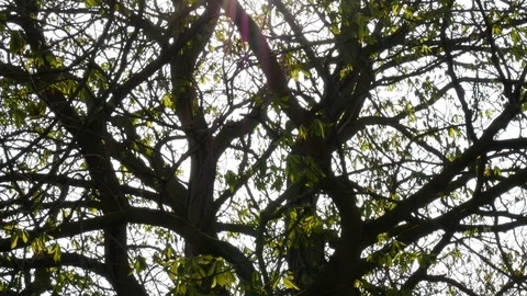 Horse Chestnut tree in Spring, pan up with sun shining through branches Stock Footage 95095371
