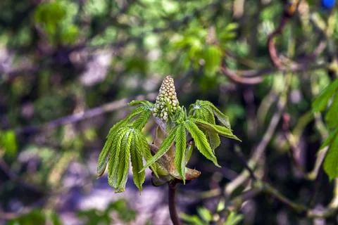 A Horse Chestnut Tree in Spring Stock Photos