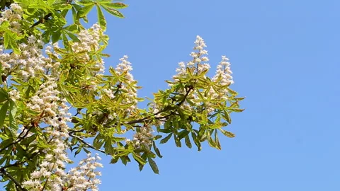 Horse chestnut tree under wind on the blue sky, environment diversity. Stock-Footage 89884549