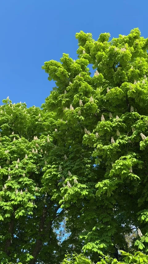 Horse chestnut trees in the spring park. Video stock 274031690