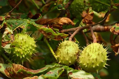 Horse chestnuts on the tree - leaves infested by minier moths Stock Photos