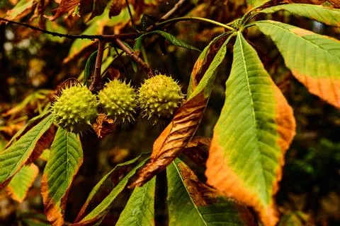 Horse chestnuts on the tree Stock-Fotos