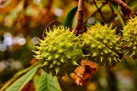 Horse chestnuts on the tree Stock-Fotos
