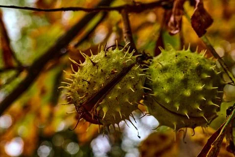Horse chestnuts on the tree Stock-Fotos