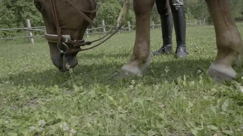 A horse chew grass Stock Footage 120107618